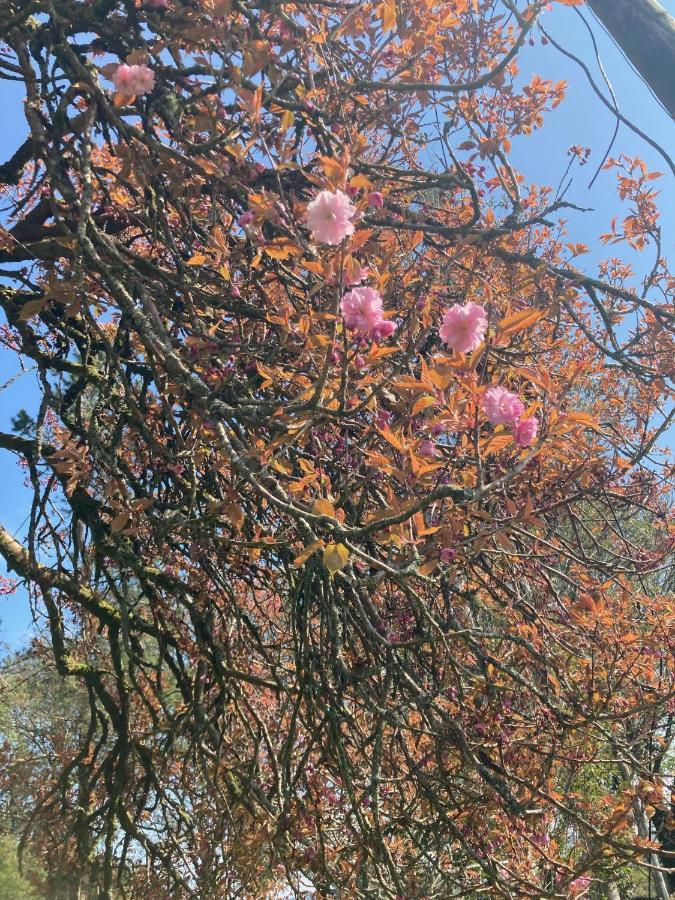 The Cottage Cork Bagian luar foto